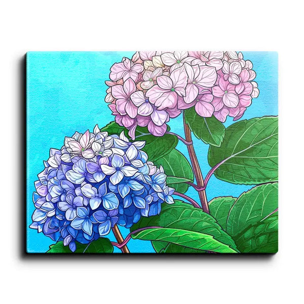 Pink and Blue Hydrangea